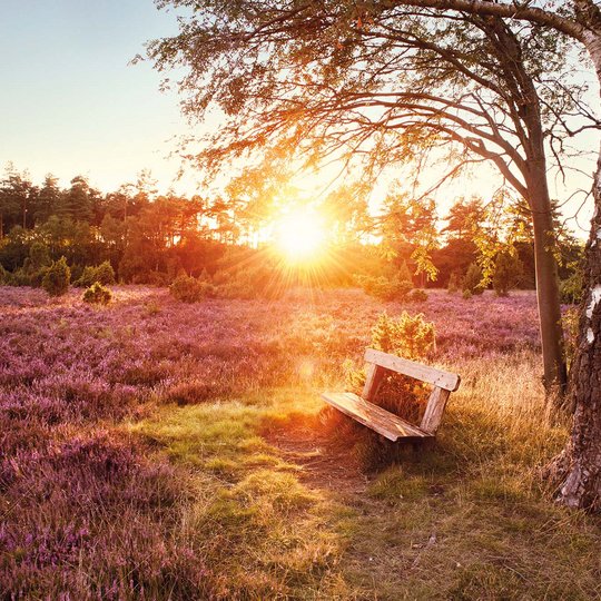 Ziel der Tagestour: die Lüneburger Heide. Foto: Lüneburger Heide GmbH / Markus Tiemann