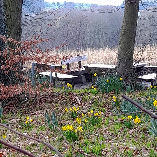 Die ersten Narzissen blühen am Rastplatz Kolping-Eck.